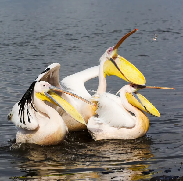 Pélicans blancs — Photo