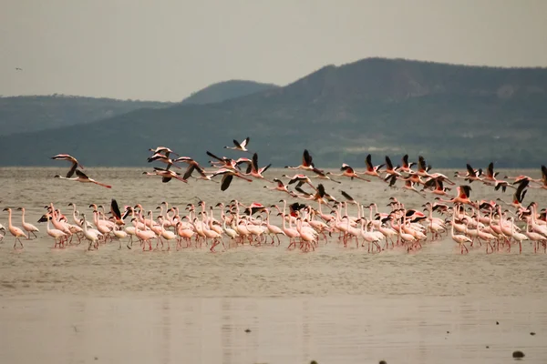 Rebanho de flamingo (Phoenicopterus roseus ) — Fotografia de Stock