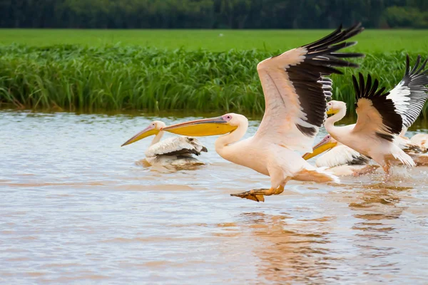 Pelicanos brancos — Fotografia de Stock