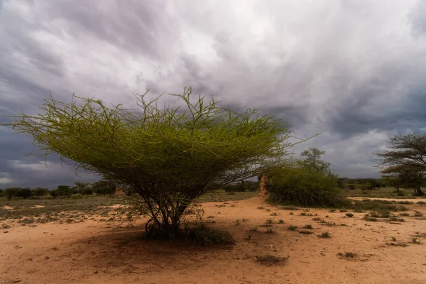 African landscape — Stock Photo, Image