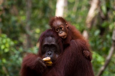Mother and baby orangutans clipart