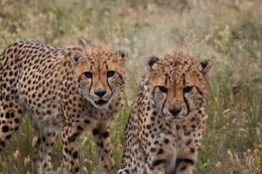 Two cheetahs preparing for a hunt clipart