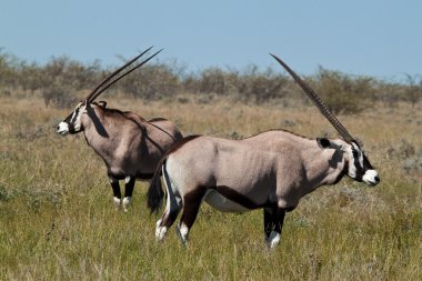 Gemsbok antilop (Oryx gazella) Bush