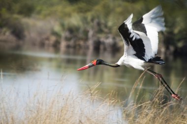 Saddle-billed stork in flight clipart