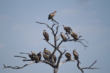 Tree full of vultures