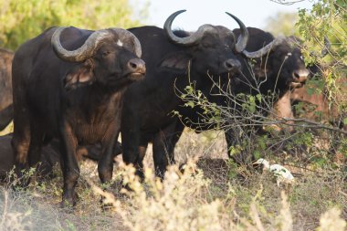 Cape buffalo