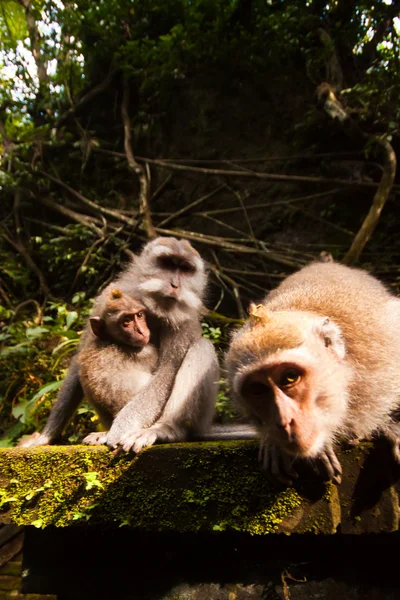 Monkey family — Stock Photo, Image