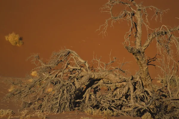 Tree in the desert — Stock Photo, Image
