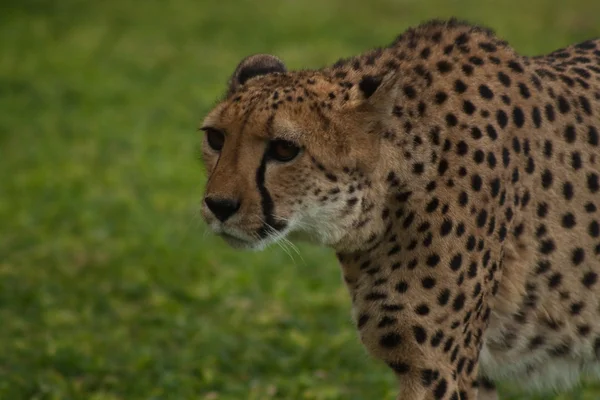 Gepard portrét, zblízka — Stock fotografie