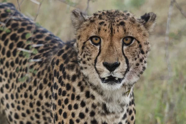 Gepard portrét, zblízka — Stock fotografie