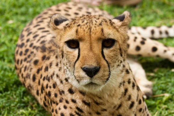 Portrait de guépard, gros plan — Photo