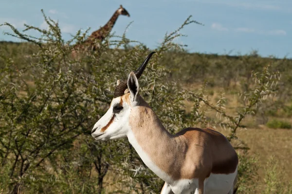 Mooie jonge gazelle — Stockfoto