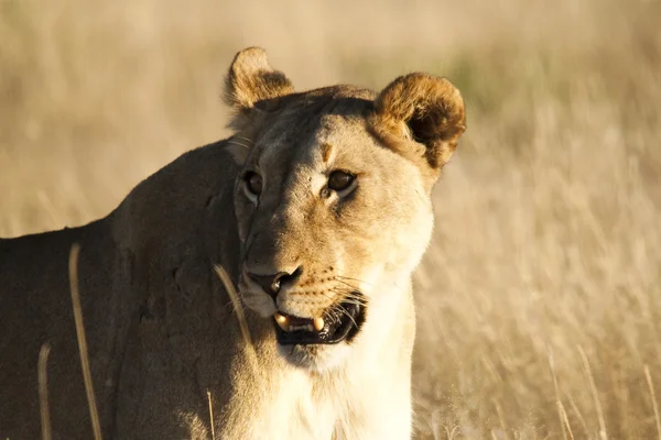 Africké divoké samice lva — Stock fotografie