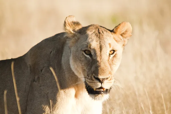 Afrikaanse wilde vrouwelijke Leeuw — Stockfoto