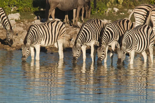 Группа зебр пьет воду у водопоя — стоковое фото