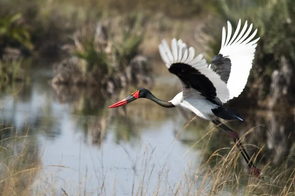 Sattelschnabelstorch im Flug — Stockfoto