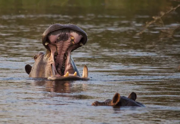 Flusspferde im Wasser — Stockfoto