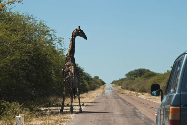 Giraffe auf der Straße — Stockfoto