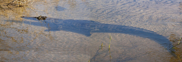 Crocodile under water