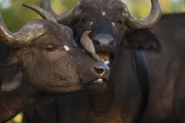 Wild Kafferbuffel — Stockfoto