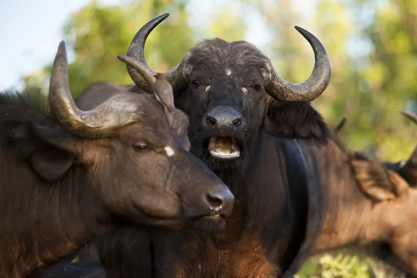 Afrikanischer Büffel — Stockfoto