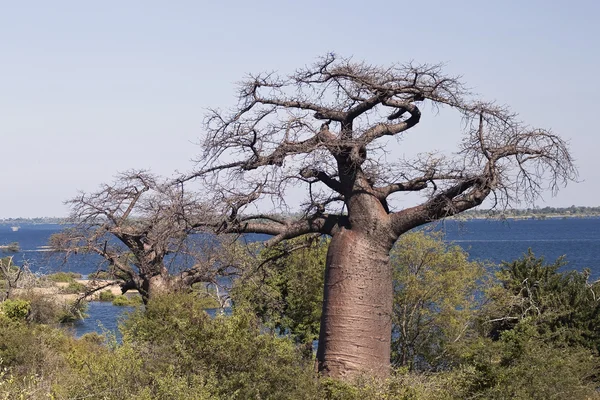 Baobab ağaçları