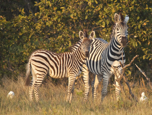 Two striped zebra in the African savanna