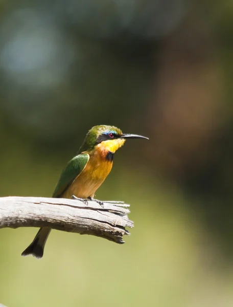 Kingfisher bird — Stock Photo, Image