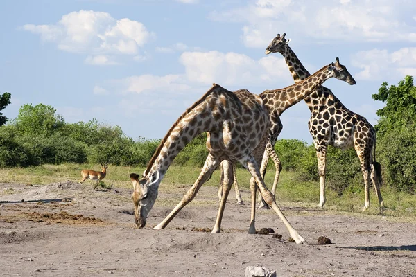 Giraffen fressen — Stockfoto