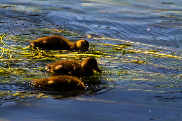 Ducklings swimming in water — Stock Photo, Image