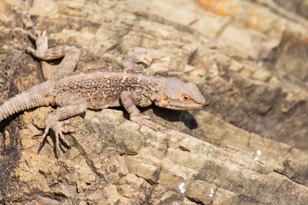 kahverengi kertenkele