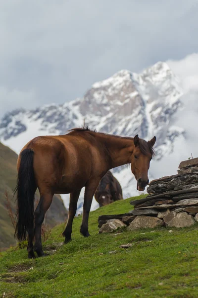 Cavalli nelle montagne del Caucaso — Foto Stock