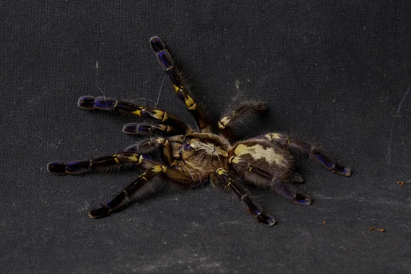 Dark tarantula spider with brown spots of hairs of paws sits on a black background with cobwebs — Stock Photo, Image