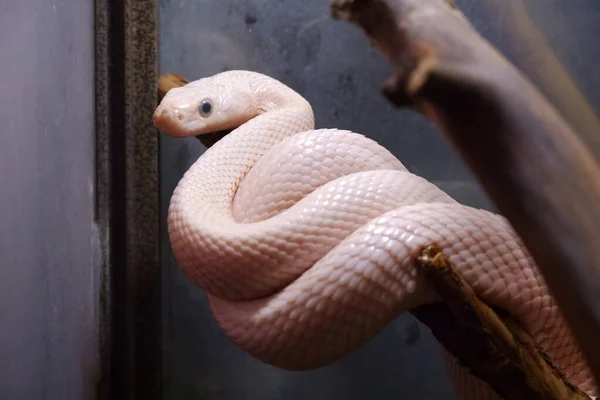 Leucista serpiente blanca con ojos negros en un terrario en una rama animales de cerca naturaleza terrariumística mascota serpiente —  Fotos de Stock