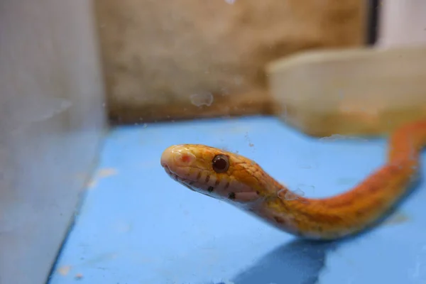 Oranžový had kukuřičný had ve skleněném teráriu — Stock fotografie