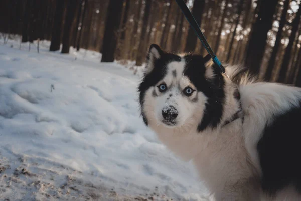 Αστείο husky σε μια μύτη λουρί στο χιόνι με μεγάλα μπλε μάτια κοιτάζει την κάμερα το χειμώνα στο δάσος — Φωτογραφία Αρχείου