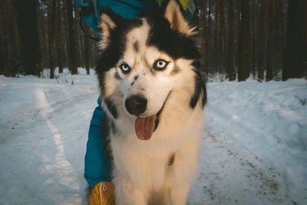 Husky met blauwe ogen en tong in het bos wandelingen met de eigenaar natuur zonsondergang park huisdieren hond — Stockfoto