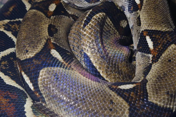 Boa imperial serpiente retorcida en un color iridiscente blanco verde-marrón espiral —  Fotos de Stock