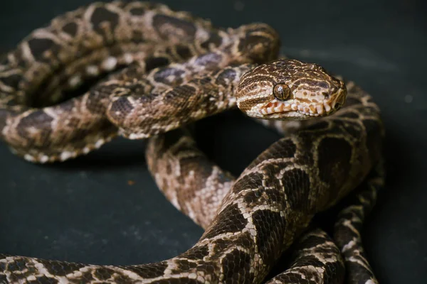 Cobra marrom boa constritor senta-se em antecipação de um ataque a um preto — Fotografia de Stock