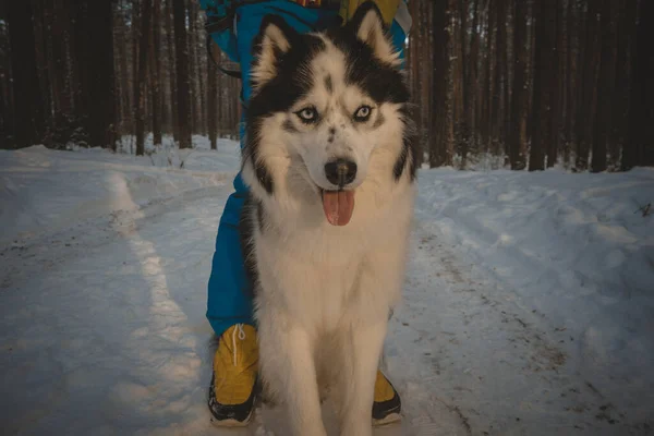 Husky dengan mata biru dan lidah di hutan berjalan dengan pemilik alam matahari terbenam taman hewan peliharaan anjing — Stok Foto