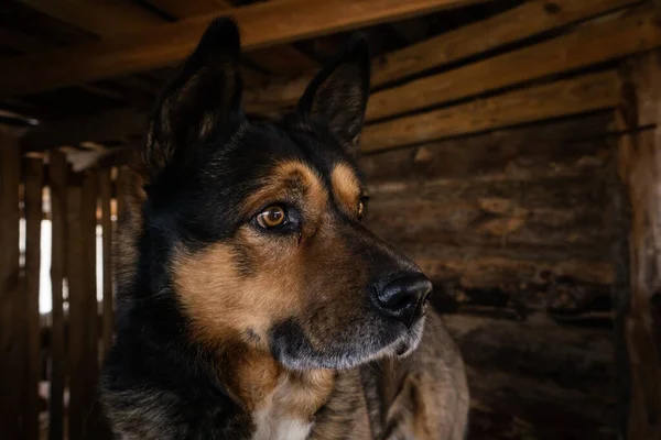Szomorú pásztor kutya ül a madárházban szomorú a tulajdonos őrei a ház háziállat állatok — Stock Fotó