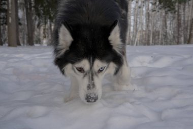 Husky, kış ormanında farklı gözler mavi ve kahverengi kan tazısı evcil hayvan gibi bir iz sürdü.
