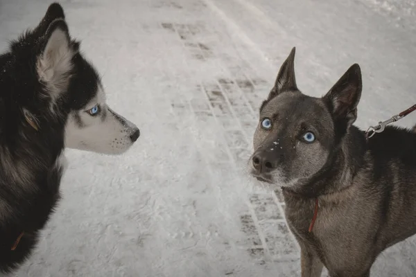 Две собаки встретились на улице разделения собак безразличие зимняя встреча — стоковое фото