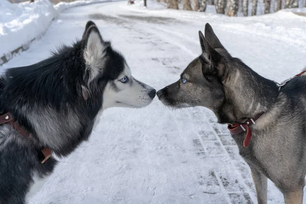 Två hundar kysste näsor kärlek promenad älskare vinter vår känslor blå ögon — Stockfoto