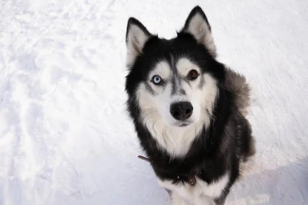 Υπεροπτική ματιά husky δρόμο χειμώνα κατοικίδιο ζώο λύκος βλέμμα — Φωτογραφία Αρχείου