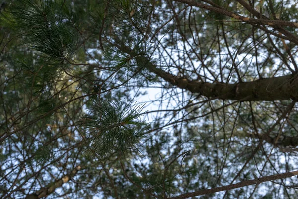 Nadeln Bäume Wald Blick in den Himmel blaue Natur Äste Stämme — Stockfoto