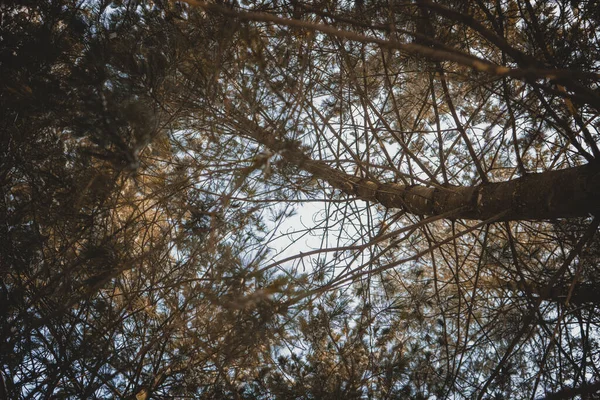 Igły drzewa las patrzeć w niebo niebieski natura gałęzie pnie — Zdjęcie stockowe