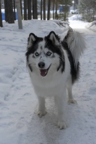 Högljudda utseende husky gata vinter sällskapsdjur hund varg titta — Stockfoto