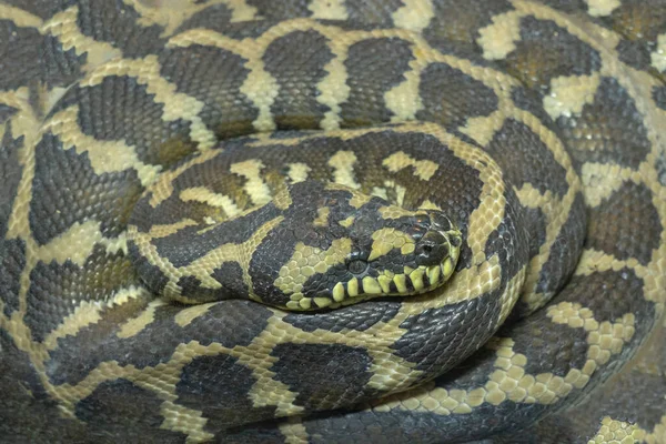 Serpiente reticulado pitón enrollado en un terrario mascotas naturaleza boa constrictor —  Fotos de Stock