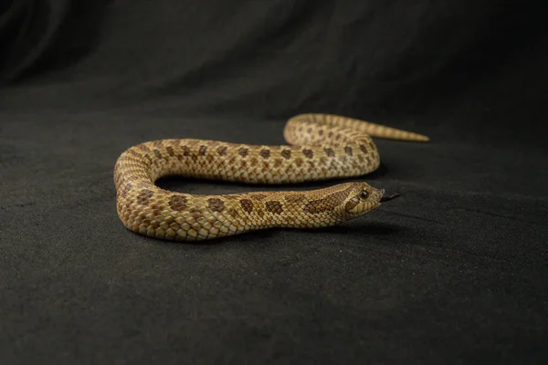 オレンジ色のヘビが舌を出した黒の背景ペットエキゾチックな動物毒 — ストック写真